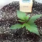 Blue Dream Auto