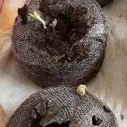 Primeiro Cultivo de automaticas