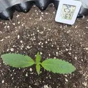 Cookies 🍪 🍪  Monster