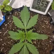 Cookies 🍪 🍪  Monster