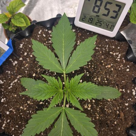 Cookies 🍪 🍪  Monster