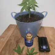 Titan F1 RQS- AliExpress-TEMU Growing