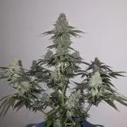 Titan F1 RQS- AliExpress-TEMU Growing