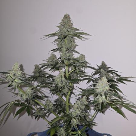 Titan F1 RQS- AliExpress-TEMU Growing