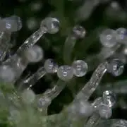 Titan F1 RQS- AliExpress-TEMU Growing