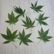 Titan F1 RQS- AliExpress-TEMU Growing