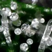 Titan F1 RQS- AliExpress-TEMU Growing