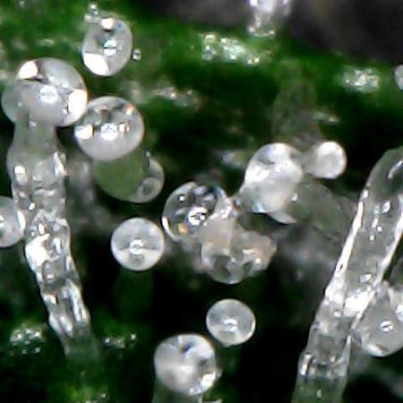 Titan F1 RQS- AliExpress-TEMU Growing