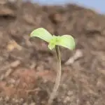 Titan F1 RQS- AliExpress-TEMU Growing