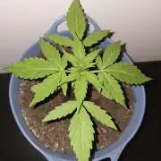 Titan F1 RQS- AliExpress-TEMU Growing