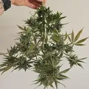 Titan F1 RQS- AliExpress-TEMU Growing