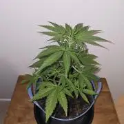 Titan F1 RQS- AliExpress-TEMU Growing