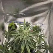 Titan F1 RQS- AliExpress-TEMU Growing