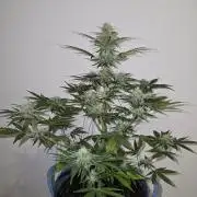 Titan F1 RQS- AliExpress-TEMU Growing