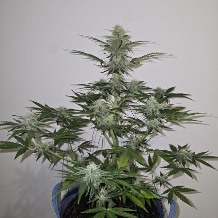 Titan F1 RQS- AliExpress-TEMU Growing