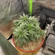 First grow in 2 years