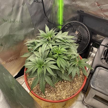 First grow in 2 years