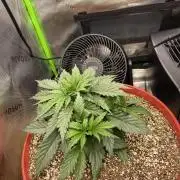 First grow in 2 years