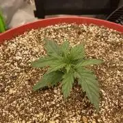 First grow in 2 years