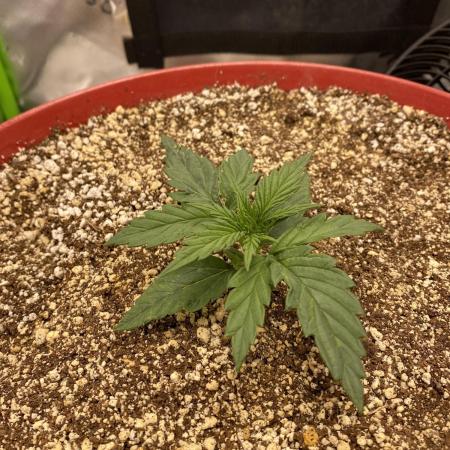 First grow in 2 years