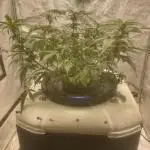 Divine Rapier(Divine Seeds)