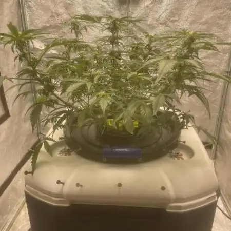 Divine Rapier(Divine Seeds)