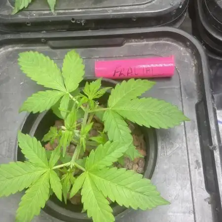 Fractal(divine seeds)