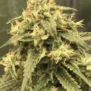 Fractal(divine seeds)