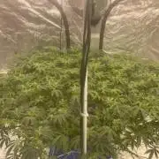 Aeque Genetics( Razberry Garlic)