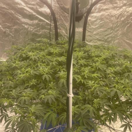 Aeque Genetics( Razberry Garlic)