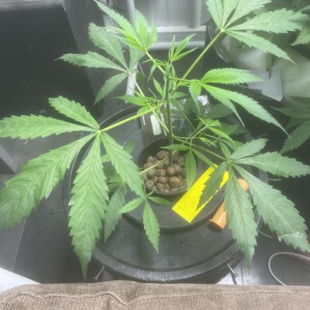Black opium(Divine Seeds)