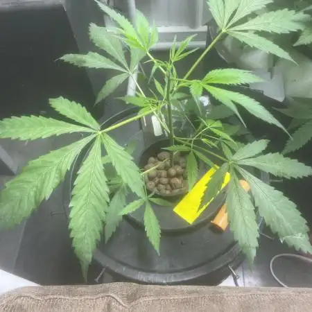 Black opium(Divine Seeds)