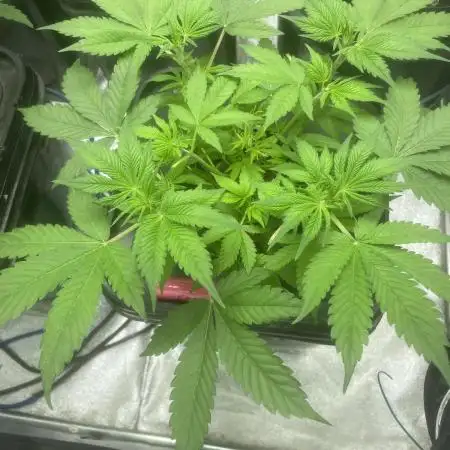 Fractal(divine seeds)