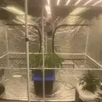 Aeque Genetics( Razberry Garlic)