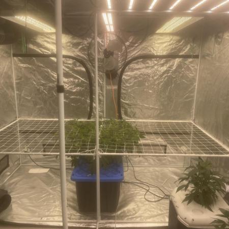 Aeque Genetics( Razberry Garlic)