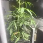 Black opium(Divine Seeds)