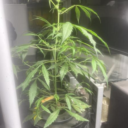 Black opium(Divine Seeds)