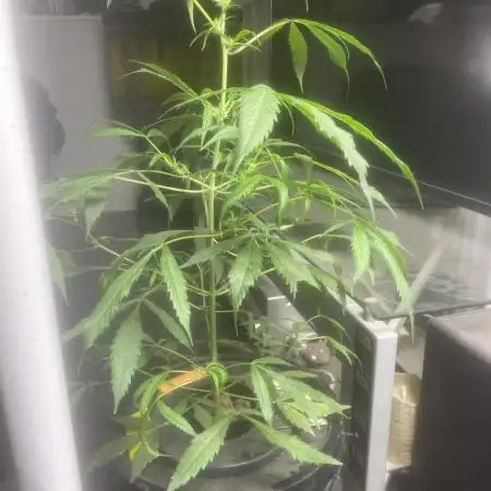Black opium(Divine Seeds)