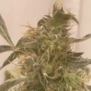 Black opium(Divine Seeds)