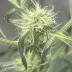 Black opium(Divine Seeds)