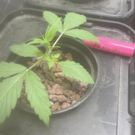 Fractal(divine seeds)