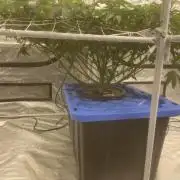 Aeque Genetics( Razberry Garlic)