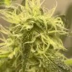 Black opium(Divine Seeds)