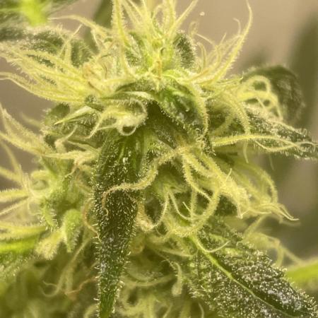 Black opium(Divine Seeds)