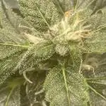 Divine Rapier(Divine Seeds)