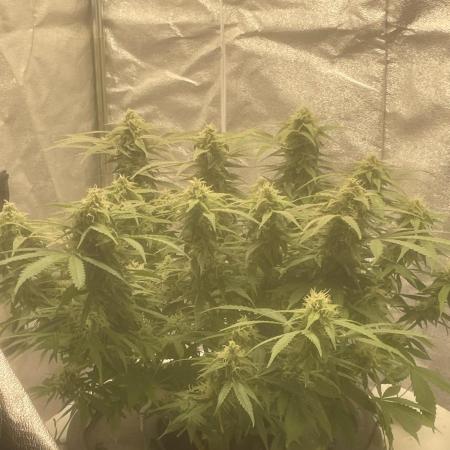 Fractal(divine seeds)