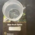 Black opium(Divine Seeds)