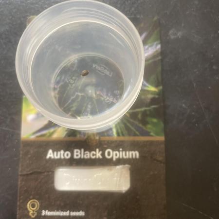 Black opium(Divine Seeds)