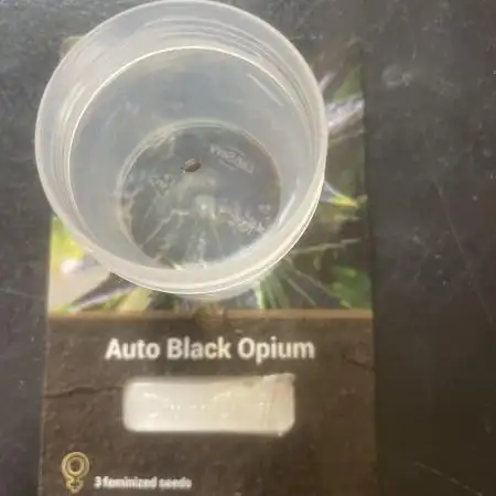 Black opium(Divine Seeds)