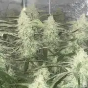 Fractal(divine seeds)